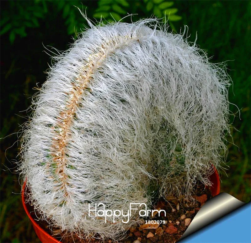 

Promotion!Semillas De Flores 100 PCS/Lot Succulents Raw Stone Cactus Bonsai Stems Tetragonia Potted Flowers Fleshy,#DGOA8E