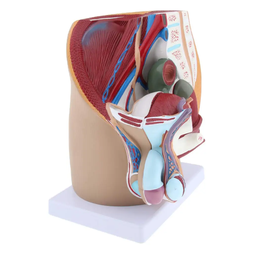 Human Male Prostate Model Structure Medical Anatomical Model for School Teaching Tool Learning Disp - 32975050750