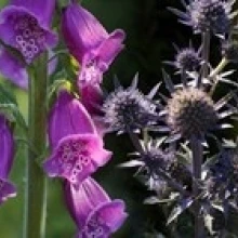 Close-up of purple flowers Poster Print (15 x 6) | Дом и сад