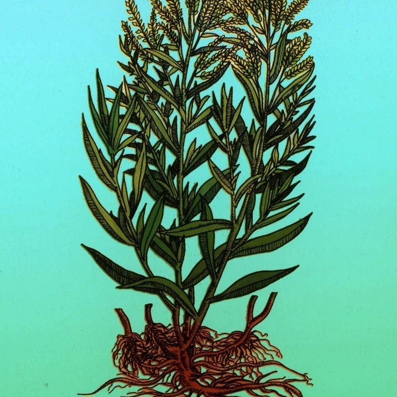 Tarragon Perennial Herb Poster Print by Science Source (24 x 36) | Дом и сад