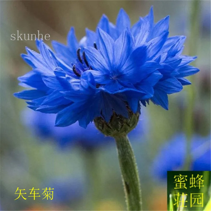 

Grass flower bonsai cornflower bonsais blue hibiscus litchi chrysanthemum 100 bonsai(shi che ju)