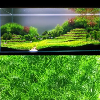 

Aquarium Plant Fine Pine Needle Lawn Easy Growing Aquarium Water Plant Grass Seed Fish Tank Lawn Decor