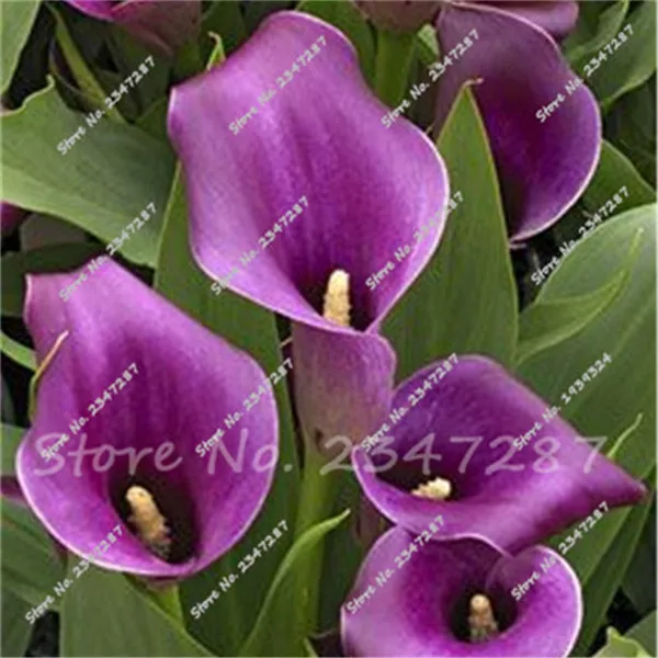 

multi color callalily,Rare bonsai flower plants (not calla bulbs),pot plant for home & garden 100pcs