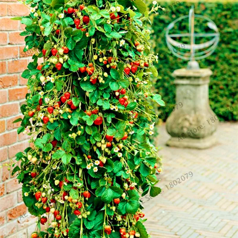 200pcs Red Climbing Strawberry Plantas Color Floresling Fruit Plants