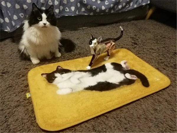  Black and white cat 4d puzzle Assembling toy Animal Biology organ anatomical model medical teaching - 33003202876