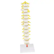 1: 1 человеческая 12 грудных позвонков модель скелета анатомическая модель для школьного обучения инструмент обучения дисплей лабораторные принадлежности