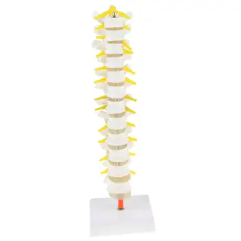 

1: 1 Human 12 Thoracic Vertebral Skeleton Model Anatomical Model for School Teaching Tool Learning Display Lab Supplies