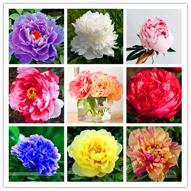 Многолетние цветы пионы. Bashful queen пион. Пионы ирисы камелия. Какого цвета бывают пионы. Пион гули.