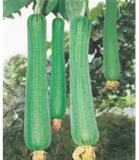 

As Early As Crown Towel Gourd 5pcs Hot Vegetable bonsai