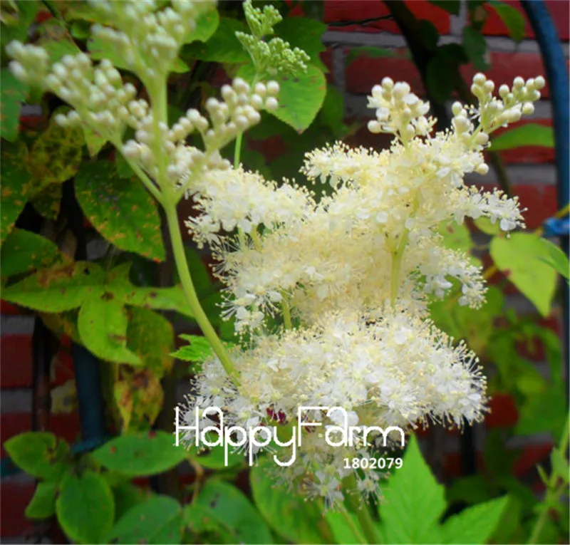 

100 Pieces/Bag Best-Selling! Meadowsweet Bonsai plants easy to grow floresling for home & garden flower Plantas