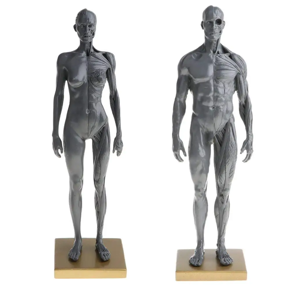 2pcs 30cm Human Body Muscle Structure Male Female Anatomical Model for School Teaching Tool Learnin - 32974020259