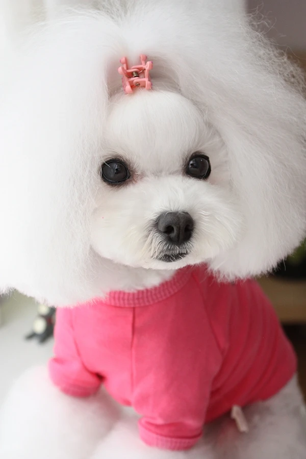 Хлопок Одежда с принтом в виде собак Tee животное жилет Прохладный ropa Перро mascotas roupa cachorro