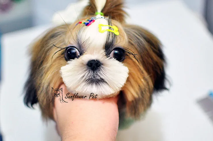 Pet BB клип 2,5 см кость папка/заколки для волос для животных уход за животными 50 шт./партия