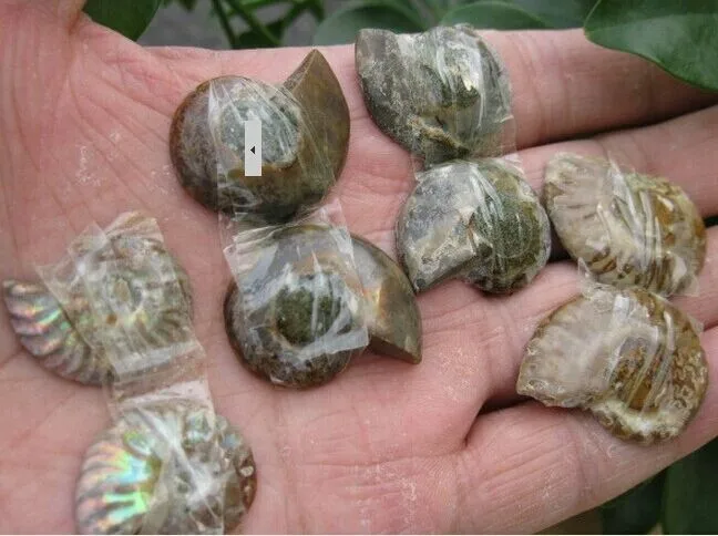 5 пар/партия аммонит Fossil образец В виде ракушки Исцеление