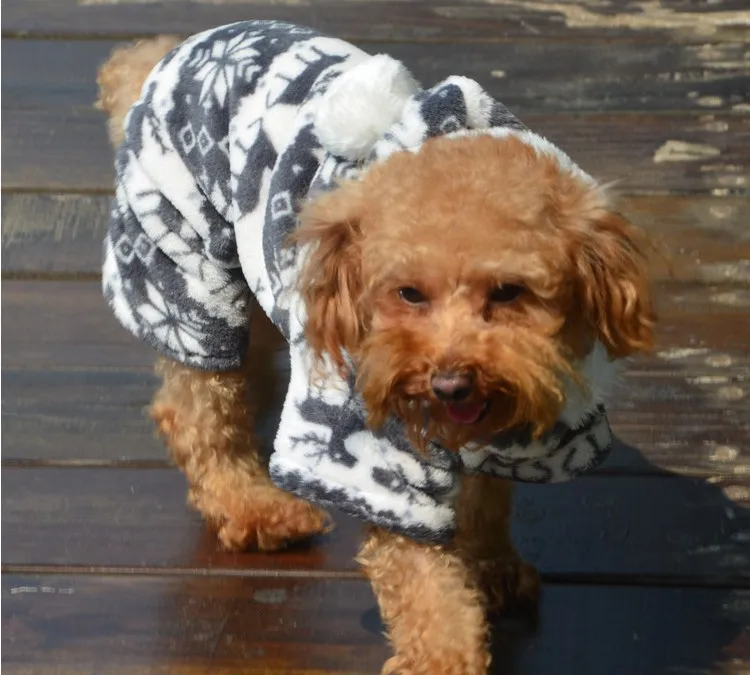 dog6