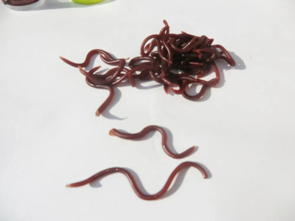 2014 New Red Worms Alabama EarthWorm Fishing Baits Worms lure spoon fishing jig Minnow crankbait Soft Lures0303