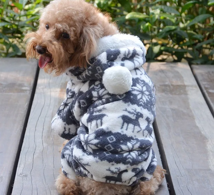 dog5