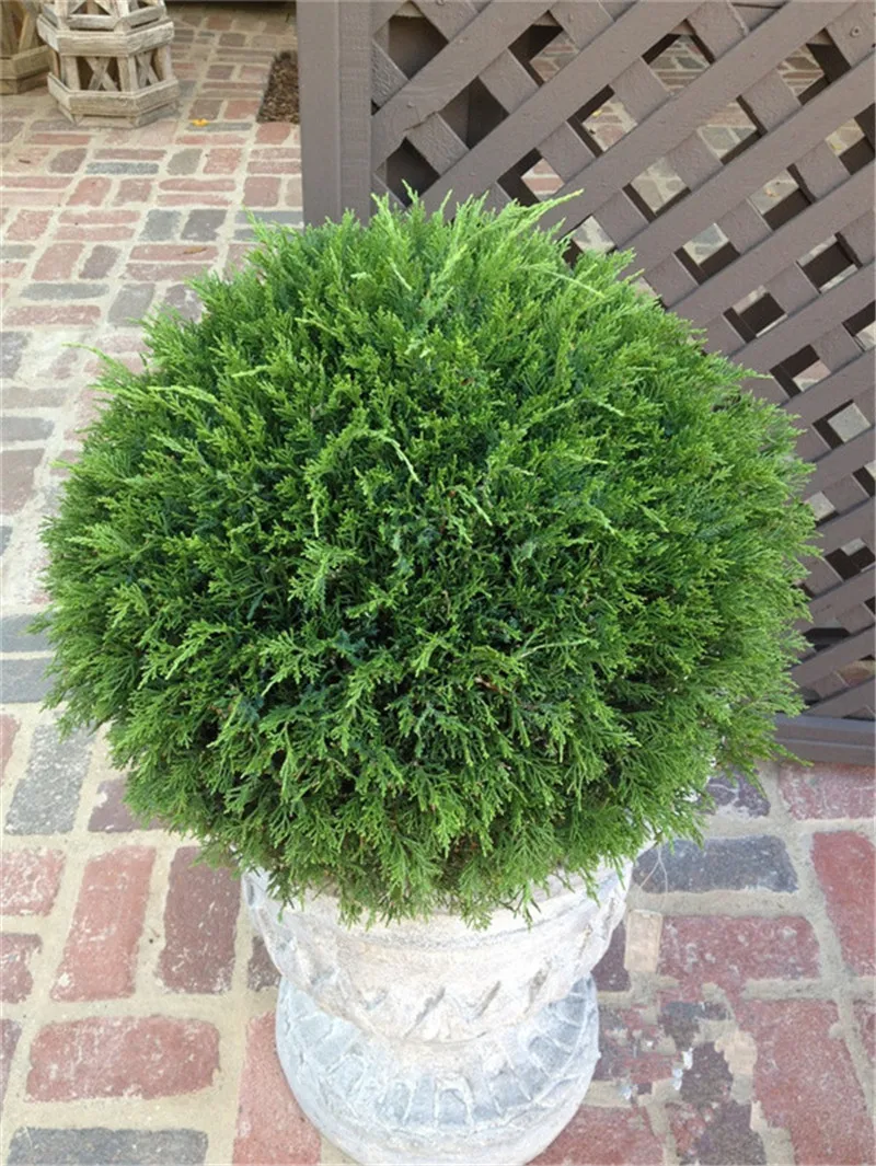 Mini Pine Tree Plant, Pinus Thunbergii , Indoor Bonsai Potted Plants