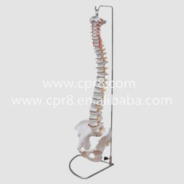 Модель позвоночника с параметрами и таза G193|spine model|vertebral columnmodel spine |
