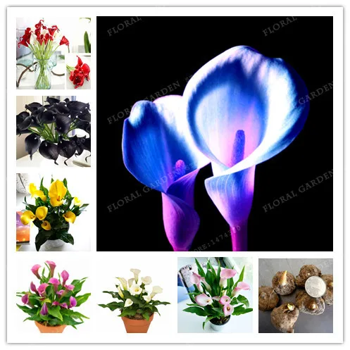 

True Color Mixing Calla Lily Bulbs,Calla Flower,(Bonsai),Elegant Noble Flower,Flower Bulbs Symbolizes Love 2 Bulbs