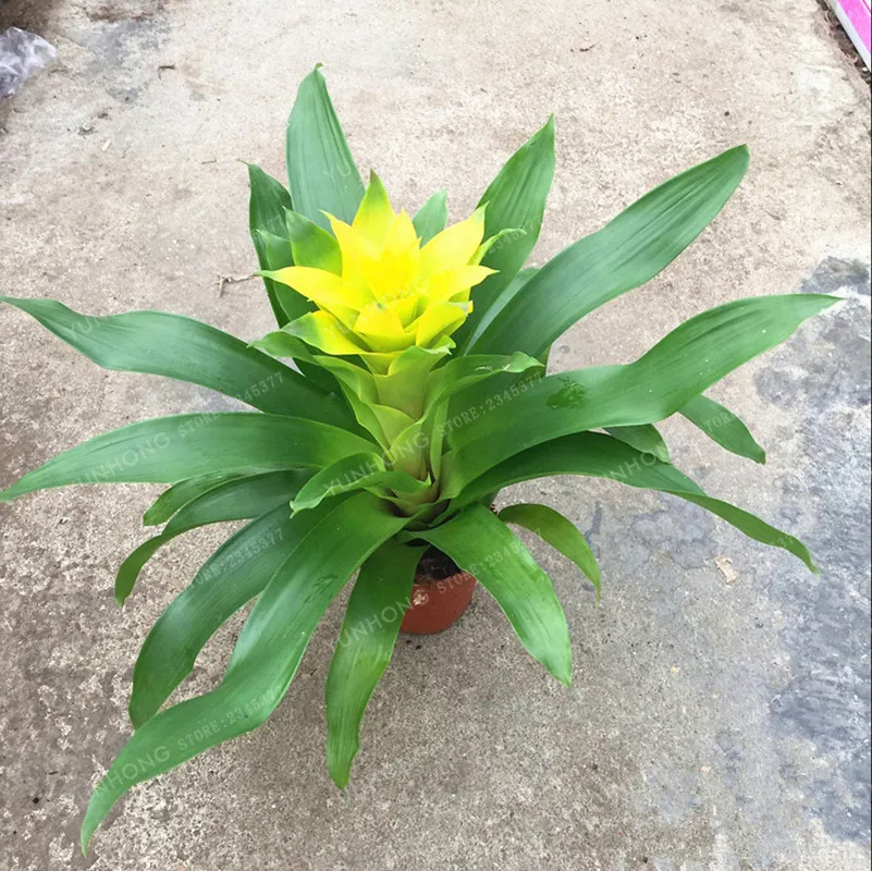 100 шт Guzmania Conifera бонсай тилландсия ионанта бонсай культивированные растения очистка воздуха завод Бонсай