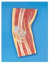 

natural size human Elbow joint profile anatomical model