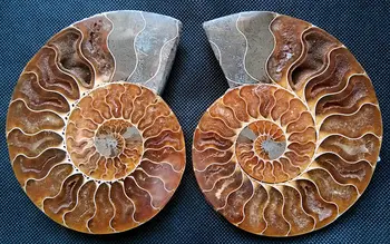 

88fa 00670 1 Pair Half Cut Ammonite Shell Jurrassic Fossil Specimen Madagascar