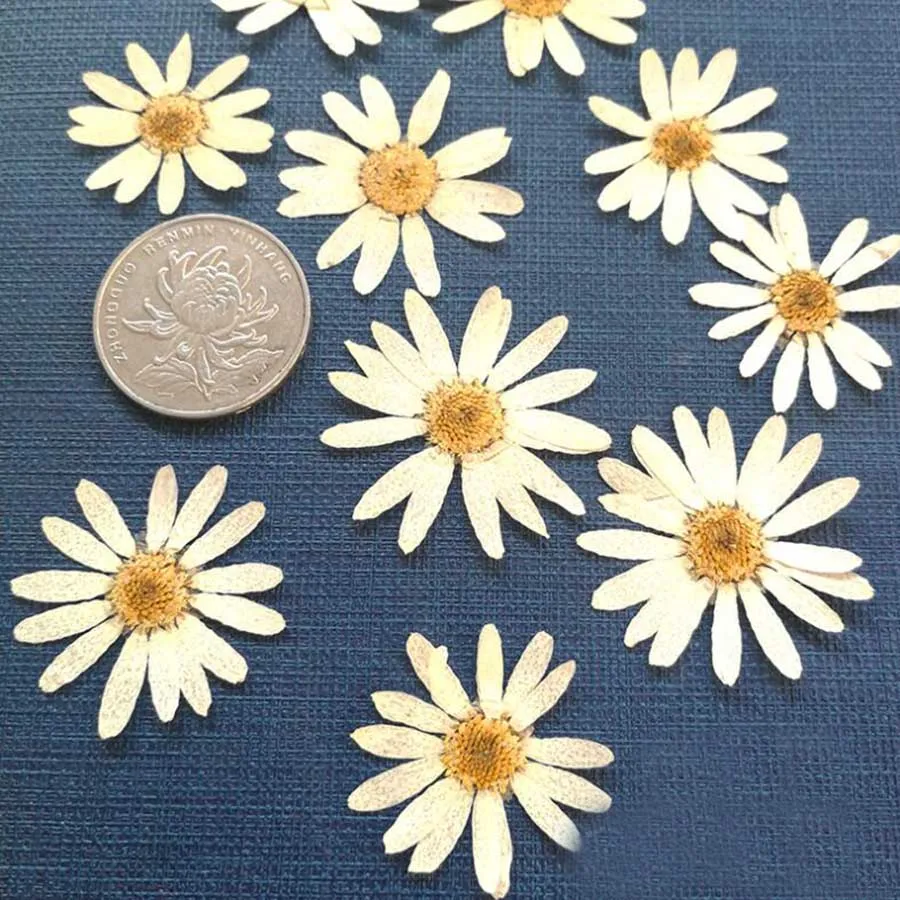 

250pcs Pressed Dried White Pericallis Hybrida Flower Plant Herbarium Jewelry Postcard Invitation Card Phone Case Bookmark DIY