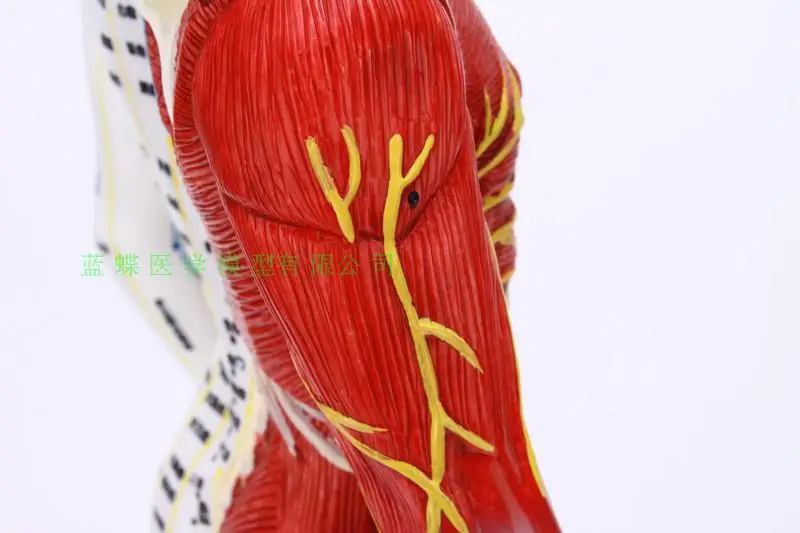 Тело модель точечной акупунктуры рефлекторная зона Меридиан Массаж, акупунктура, половина кожи и половина мышц Анатомия 60 см