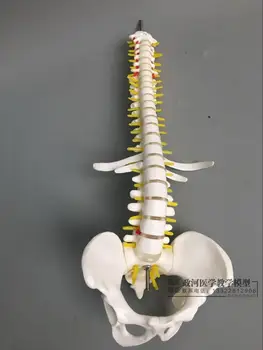 

45cm small human spine model spine vertebrae model hip pelvis