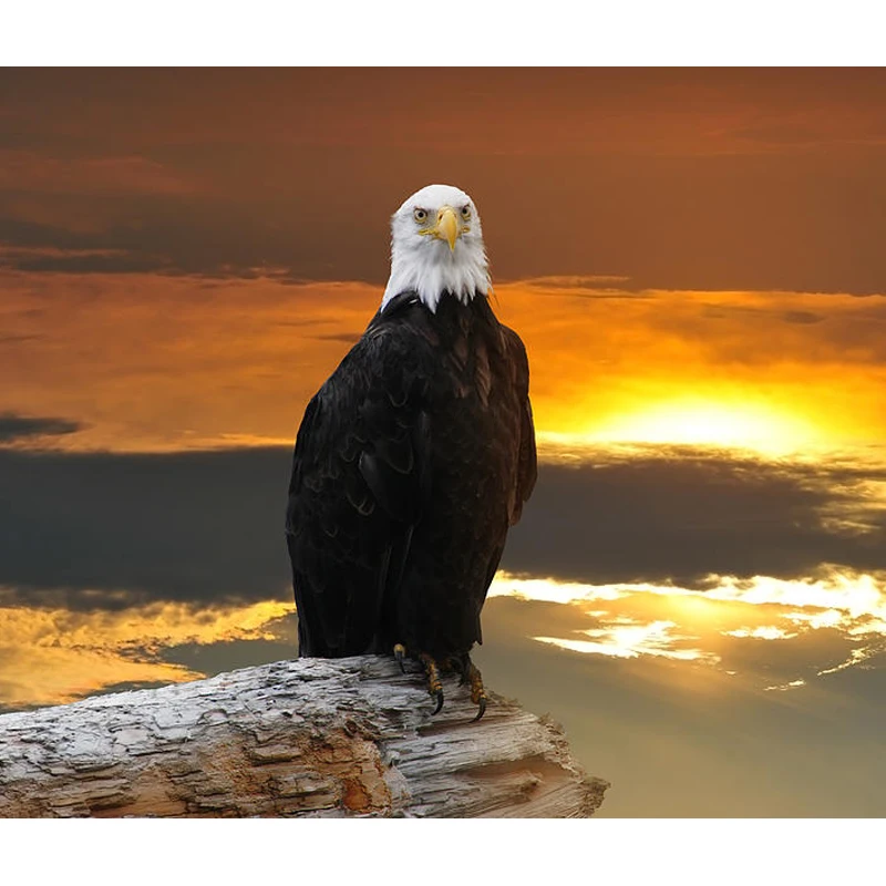 diamond painting full square"bald eagle" diy painting bald eagle gift