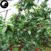 Купить Hosiei дерево Semente 50 шт. завод Ormosia Hosiei для китайской Красной фасоли дерево