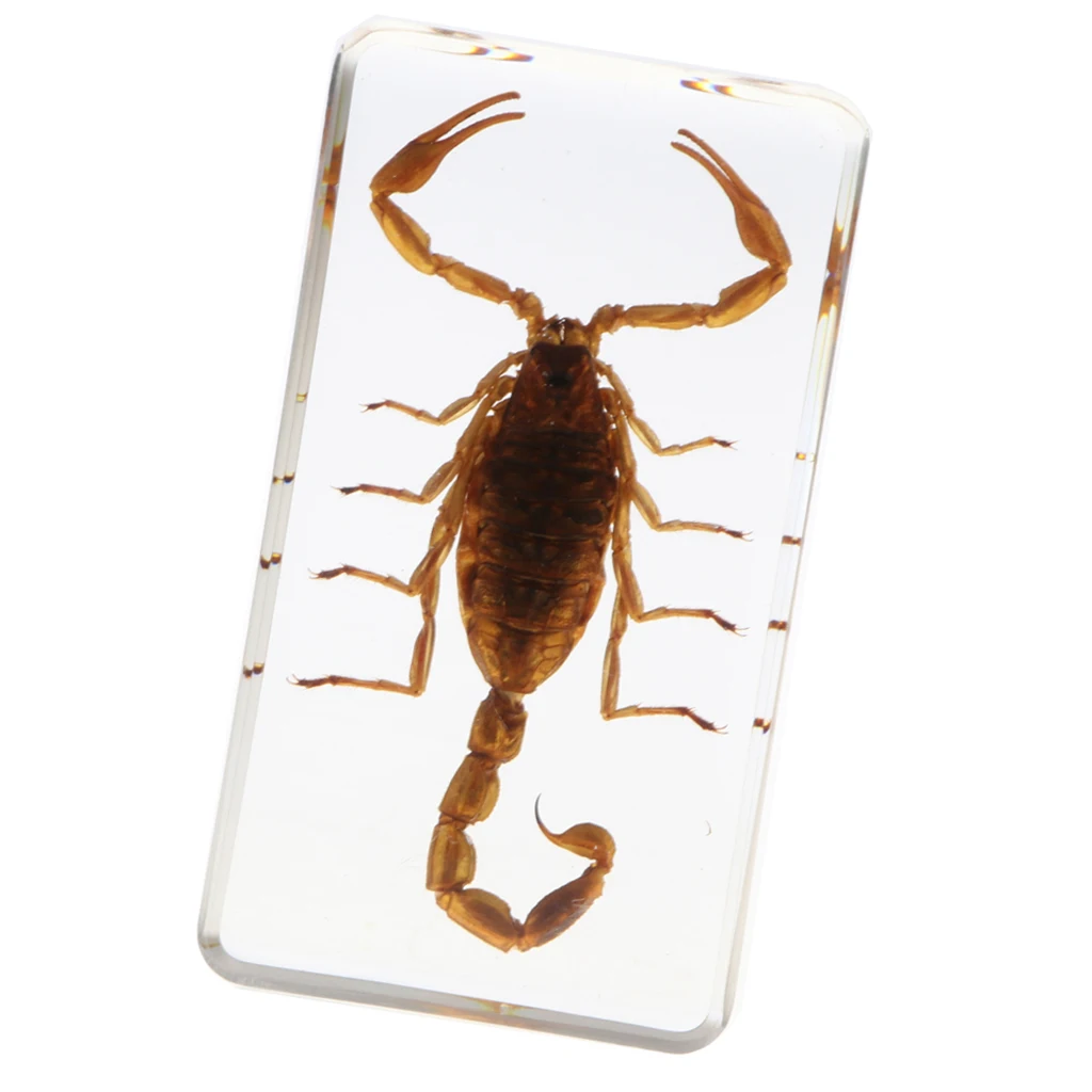 Real Insect Specimen School Educational Teaching Resin Sample- Yellow Scorpion