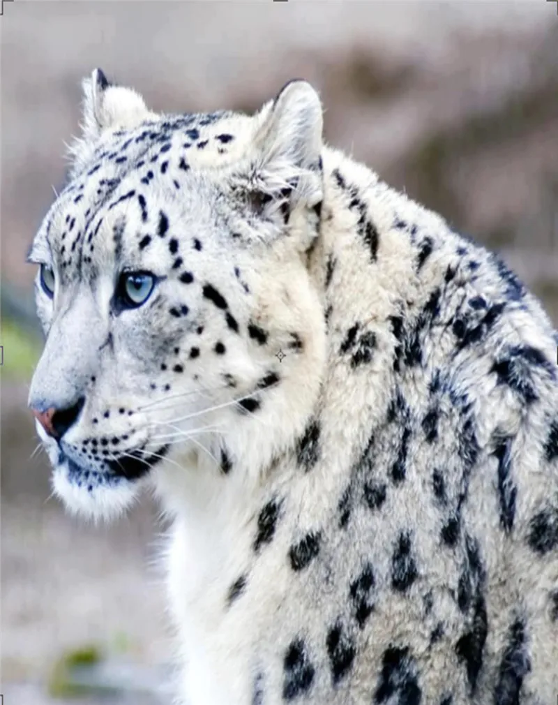 

DIY 5D Diamond Embroidery Diamond White leopard round cube drill diamond Painting Cross Stitch Kits Home Decoration