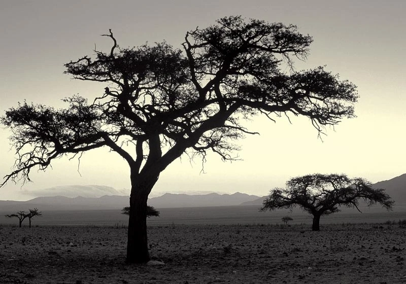 

Canvas prints beautiful oil painting Africa landscape with tree from art photos of Protection of the environment free shipping