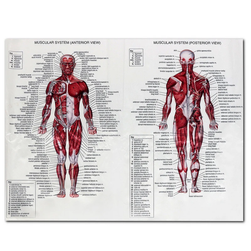 Human Anatomy Muscle System Poster Human Body Medical Educational Map Fabric Cloth Wall Picture 60 80cm Painting Calligraphy Aliexpress