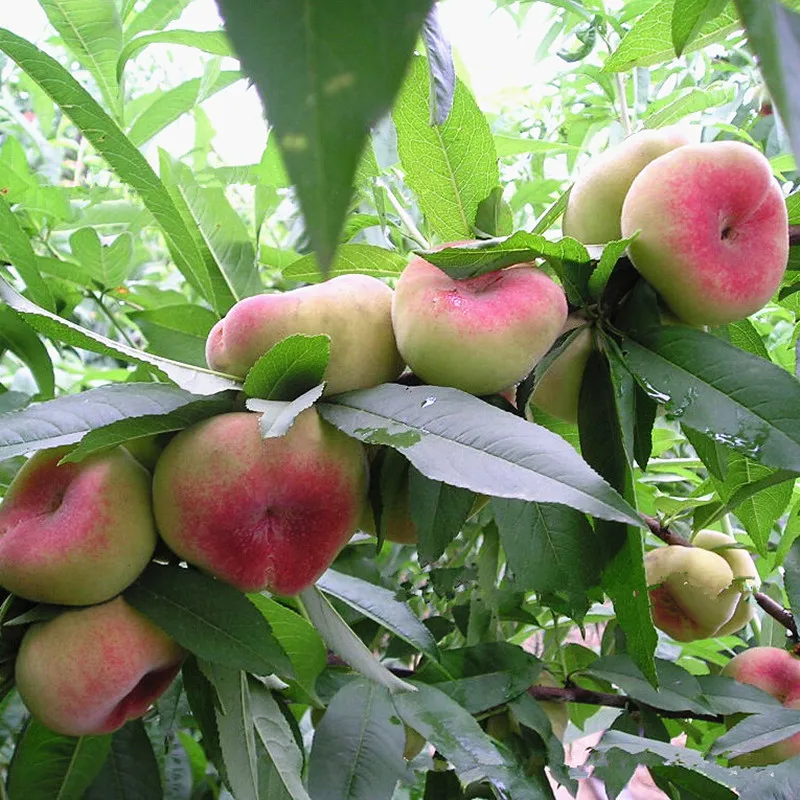 Quality Small Potted Tree Flat Peach Seeds 3 Pcs To The King Delicious
