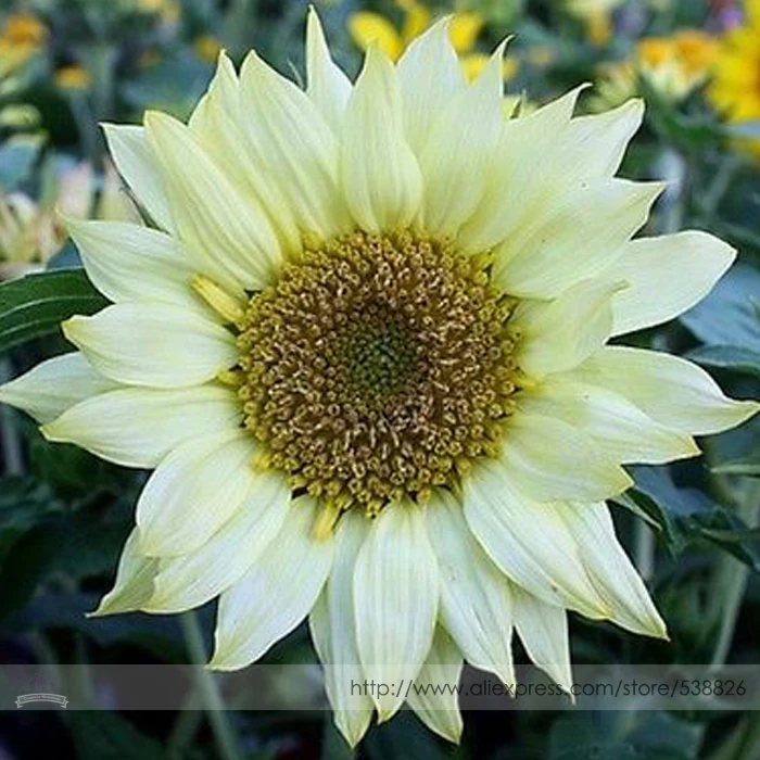 

Moonshadow White Ornamental Sunflower , Professional Pack, 20 / Pack, For DIY Home Garden