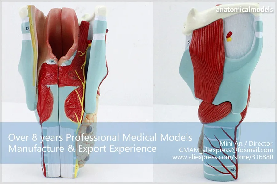 CMAM/12505 ларингеальный хрящ мышц, дыхательная система человека медицинское обучение анатомическая модель