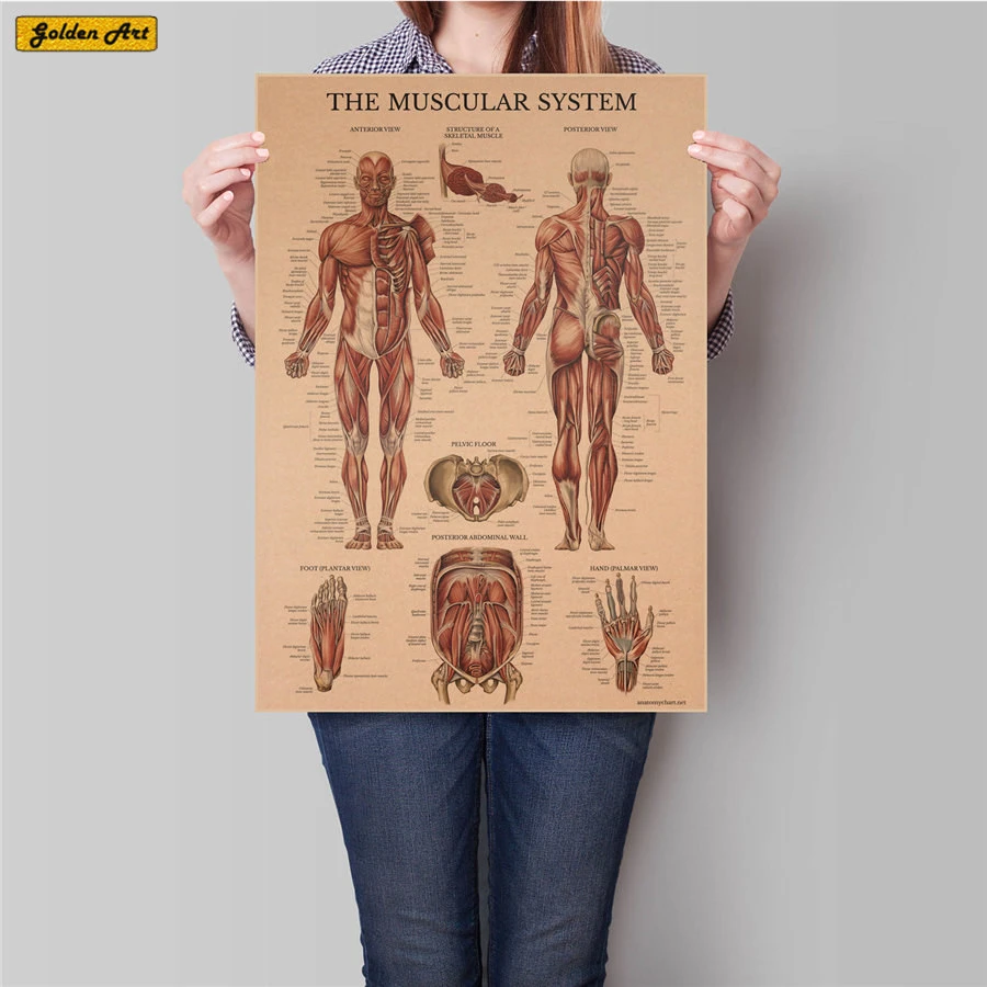 Die Muskel Muscle Diagramm Poster Vintage Zeichnung Retro Malerei Wand Kunst Aufkleber Wohnzimmer Poster Dekor 45 5x31 5 Cm Wall Art Stickers Poster Vintageroom Decoration Aliexpress