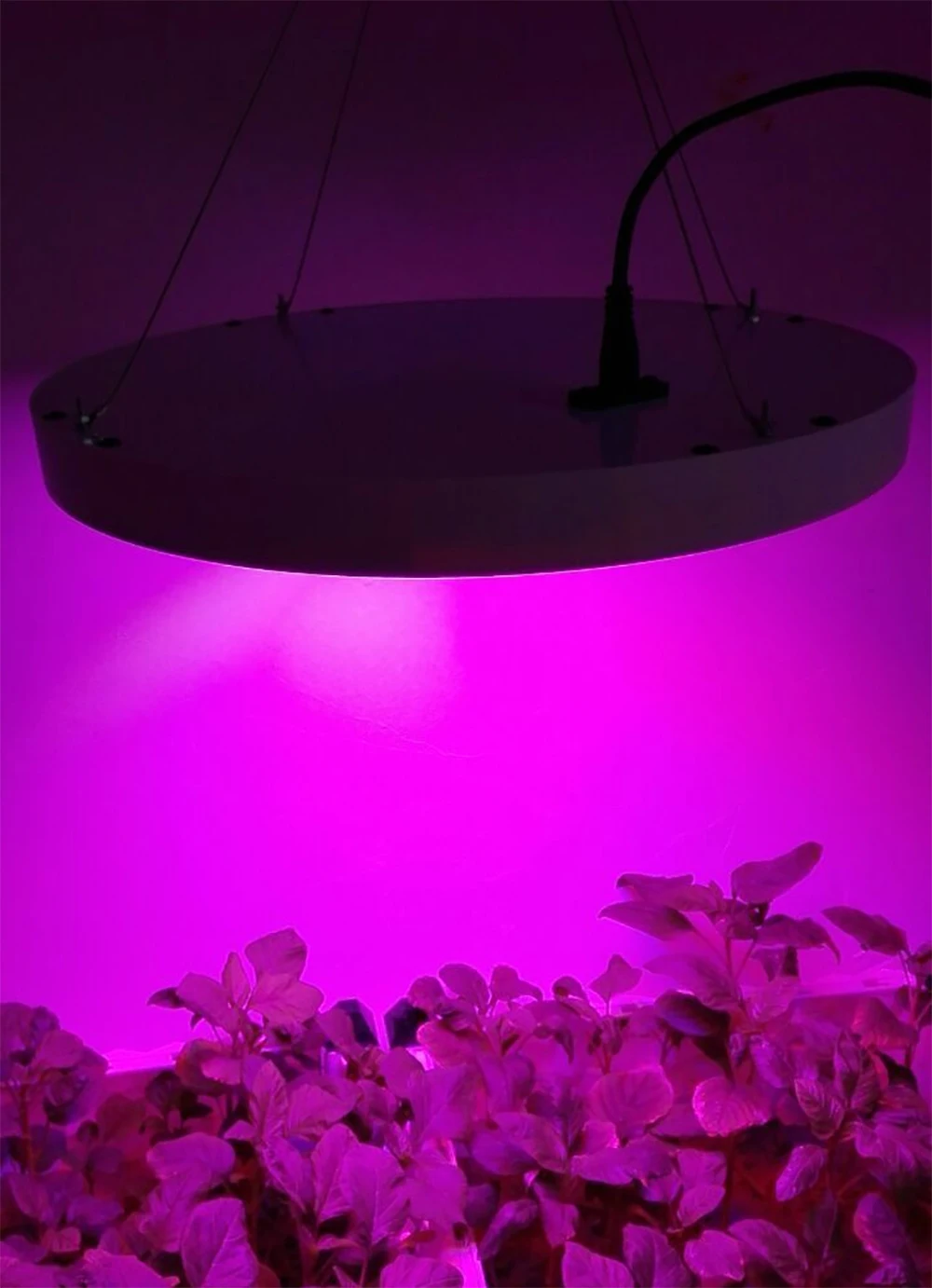 50W_12