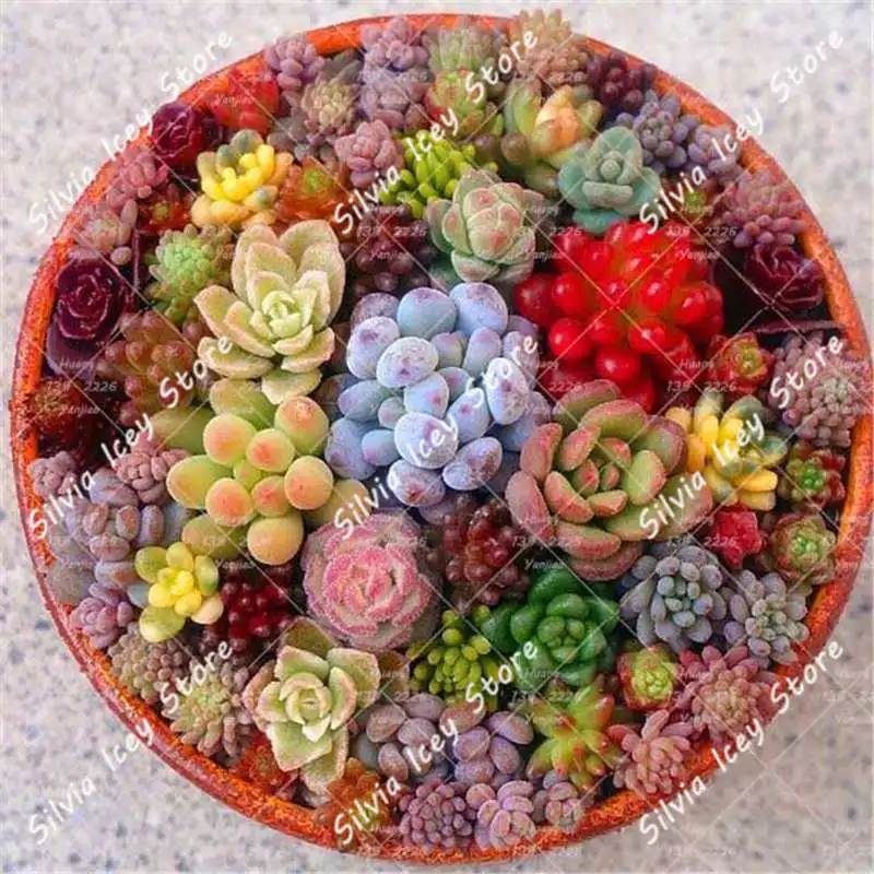 500pcs Succulents Bonsai Plants Mixed Flowers And Family Garden ...