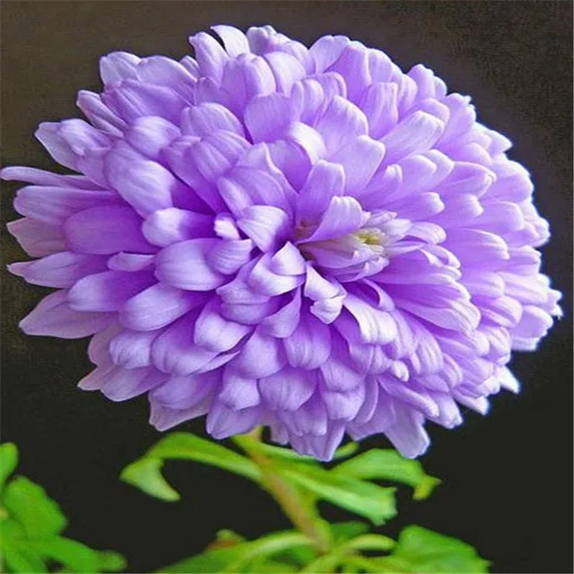 Buy Rare Dahlia Bulbs Beautiful Perennial Flowers Bulbs Dahlia Very Easy Grow