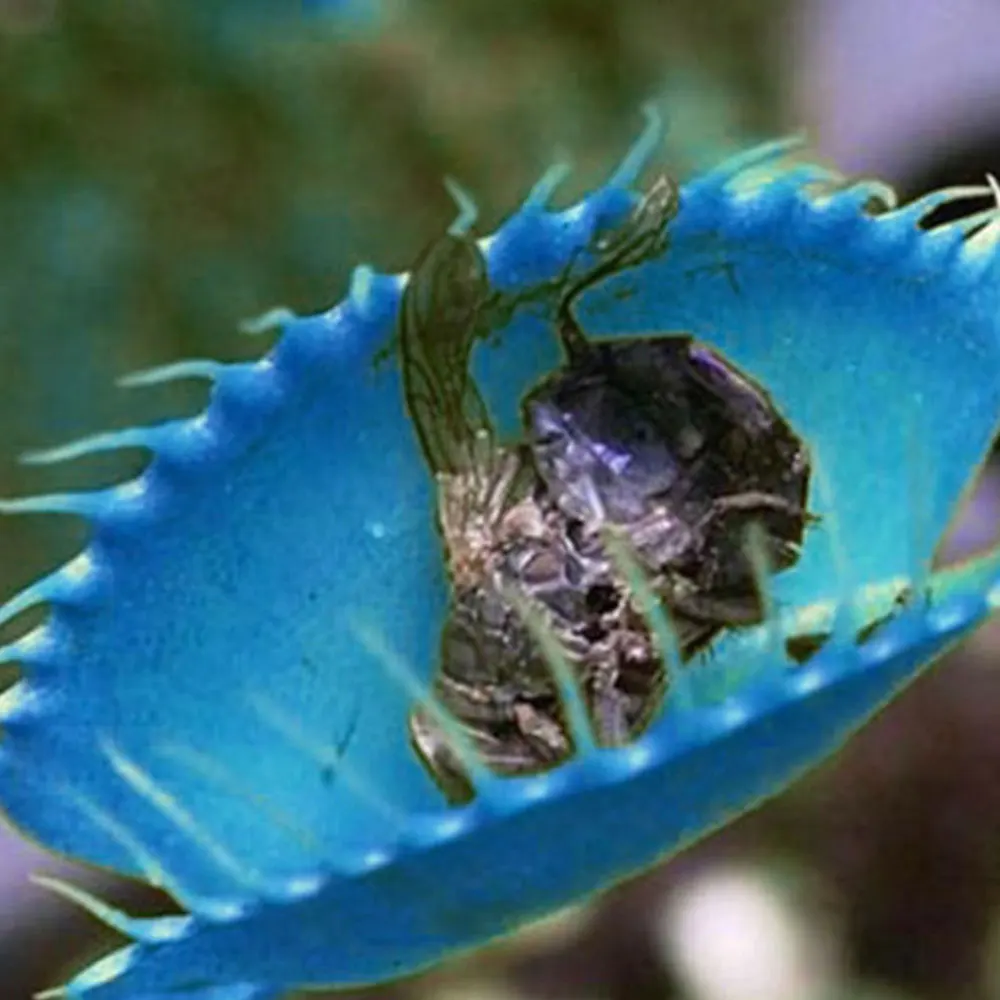 

Garden Blue Dionaea Flytrap Seed Organic 500Pcs Exotic Bonsai Plants Carnivorous Home