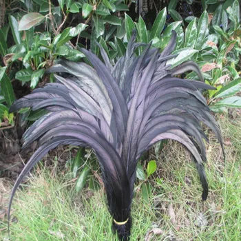 

Wholesale 500 pcs beautiful black rooster tail feathers 12-14 inches 30-35 cm Dance Celebration decoration