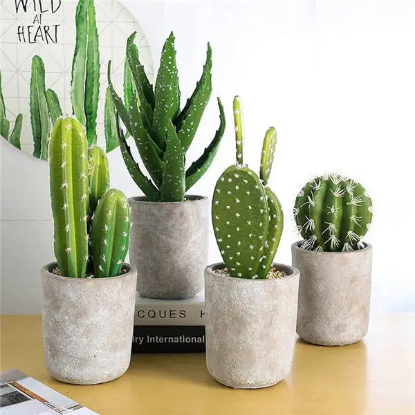Promotion! 1000pcs rare cactus plant Japan best selling succulent flower bonsai plant indoor plant home and garden decoration