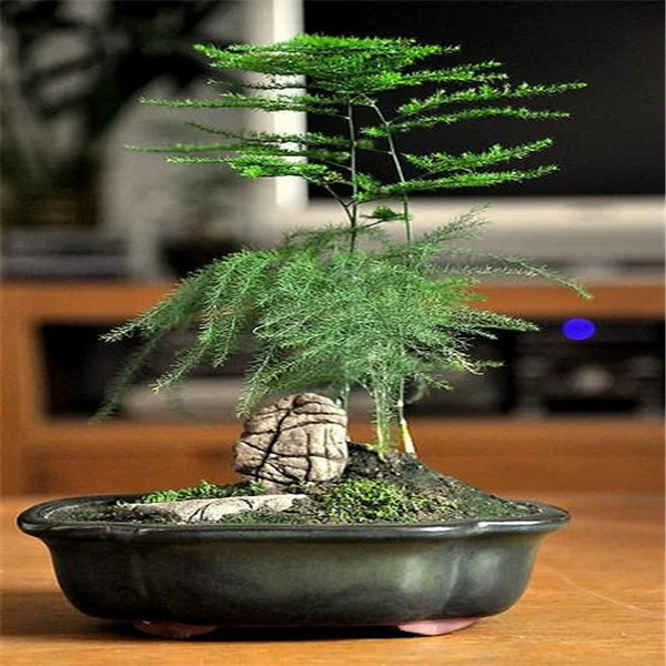 

30pcs/bag hot selling Potted bamboo Mini bonsai for DIY home garden