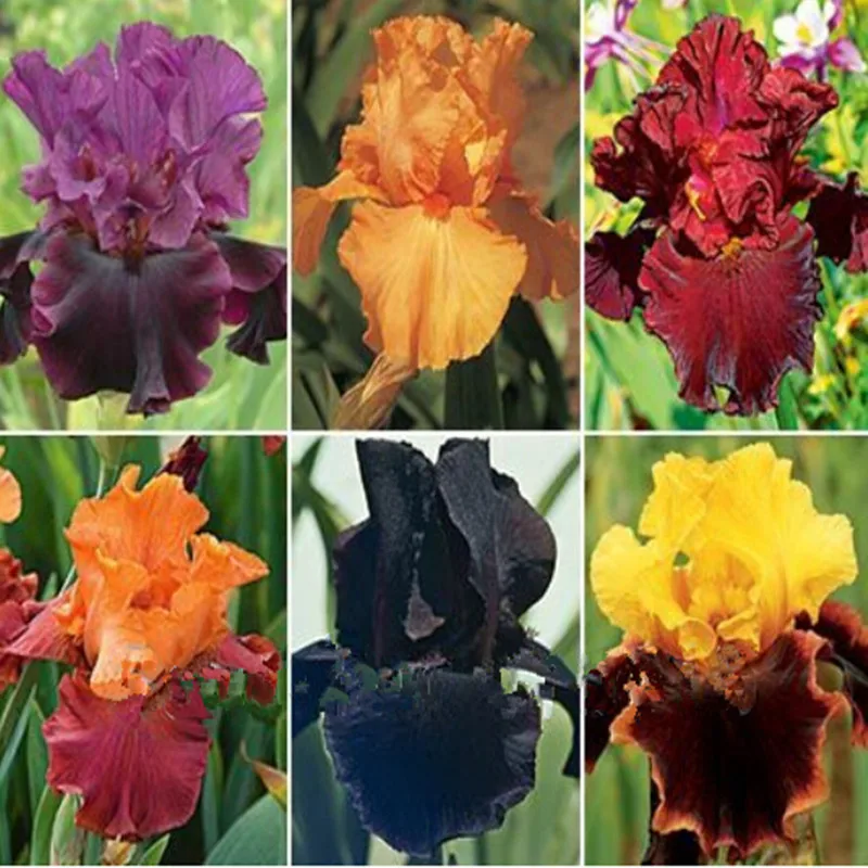Бонсай 50 шт. Iris Bold Цвета бородатый Ирис коллекция красочных цветок растения для дома и сада