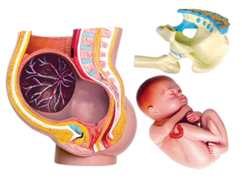 Gestation 4d мастер головоломка Сборка игрушки человеческого тела орган анатомическая модель для медиков обучающая модель