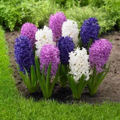 100pcs Hyacinth Bonsai Perennial Hyacinth potted plant Indoor Plant Easy Grow In Pots Bonsai plant flower for home garden 100pcs Hyacinth Bonsai Perennial Hyacinth potted plant Indoor Plant Easy Grow In Pots Bonsai plant flower for home garden